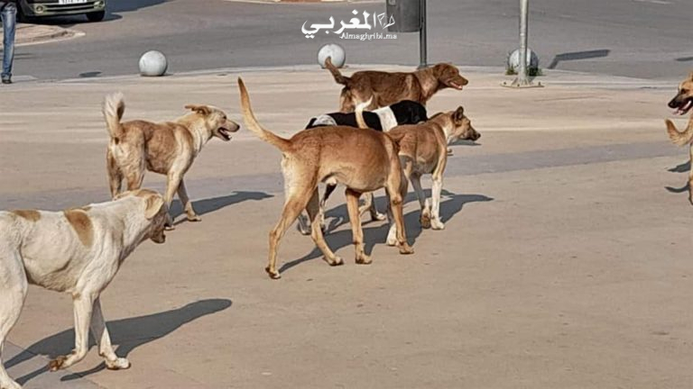 بعد تخصيص الليموري 50 مليون سنتيم سنويا لجمعية تعنى بالكلاب.. مستشار بالمجلس ينتقد كثرة الكلاب بطنجة