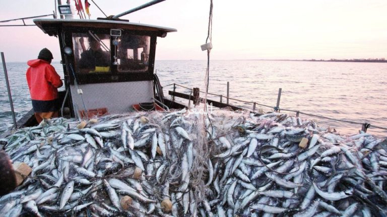 تراجع مفرغات الصيد البحري بنسبة 5 بالمائة خلال الفصل الأول من العام الجاري بميناء طنجة