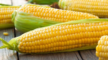 الذرة الحلوة المغربية تسجل رقما قياسيا جديدا في ألمانيا خلال 2025
