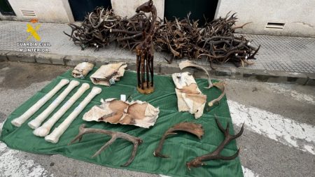 ضبط شحنة جلود وقرون حيوانات محمية قادمة من المغرب إلى إسبانيا