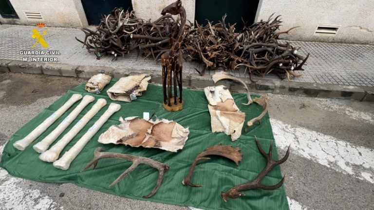 ضبط شحنة جلود وقرون حيوانات محمية قادمة من المغرب إلى إسبانيا