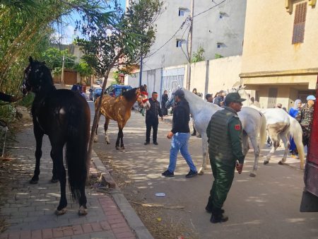 حملة ضد استغلال الخيول بطنجة تسفر عن حجز 12 حصانا ونقلها إلى المحجز البلدي