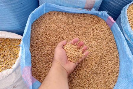 المغرب يعلق استيراد القمح اللين مؤقتا بعد مؤشرات إيجابية للموسم الفلاحي